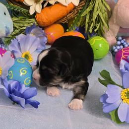 Black boy - Black and tan male Havanese puppy in Vinita, Oklahoma from Locust Creek Shih Tzu & Havanese