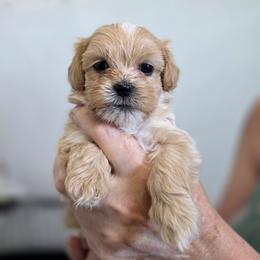 Macey - Cream and white female Shih Tzu puppy in Lone Tree, Illinois from Prairie Creek Puppies