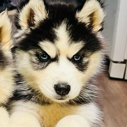LJ  Girl 3 - Black and white female Siberian Husky puppy in Monroe, Georgia from Beastly Beauties Huskies & Pomskies