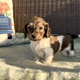 Tippy - Cream male Dachshund puppy in Poteau, Oklahoma from Sisters Dazzling Dachshunds