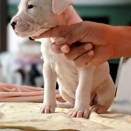Bethsheba - White female Dogo Argentino puppy in Morgan Hill, Pennsylvania from De la Fuerza De Dios