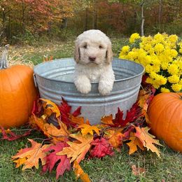 Goldendoodle Puppies from Finger Lakes Premium Goldendoodles