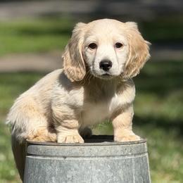 Cream Longhair Boy 1 - Cream male Dachshund puppy in Pauls Valley, Oklahoma from Simply Happy Dachshunds