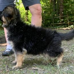 German Shepherd Puppies from Golly-G German Shepherds