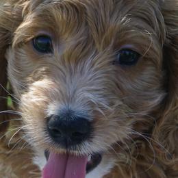 Bernedoodles, Cavalier King Charles Spaniels, and Poodles from Treasure Valley Poodles