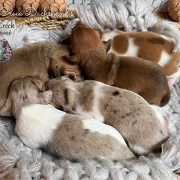 Boy 3 (Red Dapple Piebald) - Piebald male Dachshund puppy in Fayetteville, West Virginia from Loop Creek Dachshunds