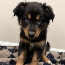 Jasmine - Black tri-color female Australian Shepherd puppy in East Hartford, Connecticut from CT Aussies