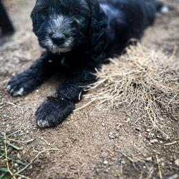 Dachshund, Goldendoodle, and Sheepadoodle Puppies from Doodles & Doxies