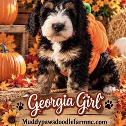 Bernedoodle Puppies from Beckley's Bernedoodles-Muddy Paws Doodle Farm NC LLC