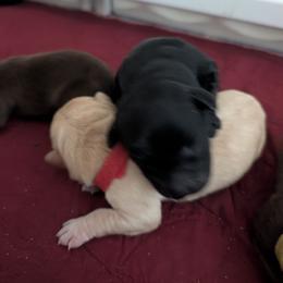 Nova - Black female Labrador Retriever puppy in Commerce, Oklahoma from Standing Water Kennels