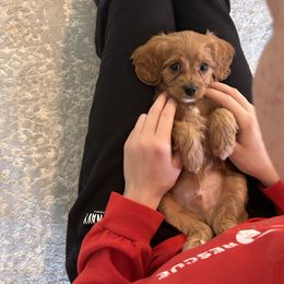 Chase - Apricot male Cavapoo puppy in Gap, Pennsylvania from Coles Cavapoo’s
