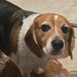 Brandon - Black white and tan male Beagle puppy in La Pine, Oregon from Happier with Dogs