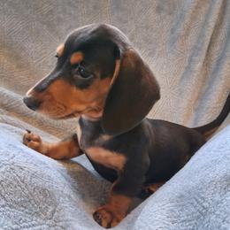 Peanut - Black and tan male Dachshund puppy in Clarkston, Michigan from Dax Place