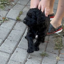 English Springer Spaniel puppies from Juanita’s Springers