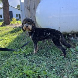Luna - Cockapoo