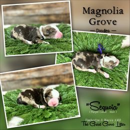 Sequoia - Purple Collar - male Australian Mountain Doodle puppy in Oxford, Alabama from Magnolia Grove Doodles