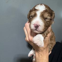 Red - Red female Bernedoodle puppy in Petersburg, Michigan from Brittany’s Mini Bernedoodles
