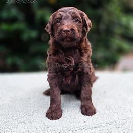 Sierra - Chocolate female Goldendoodle puppy in Centreville, Mississippi from Trin's Designer Doodles