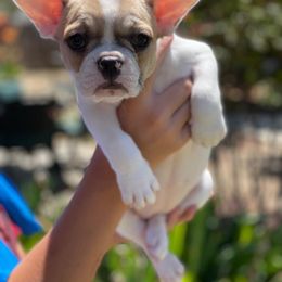 French Bulldog Puppies from Kathrine Hill