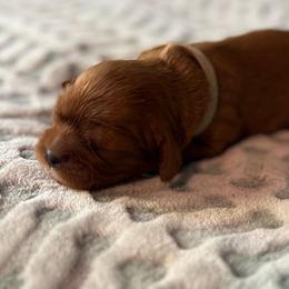 Girl 5 - Ruby female Cavalier King Charles Spaniel puppy in Wilton, California from Becky's Cavalier King Charles Spaniels