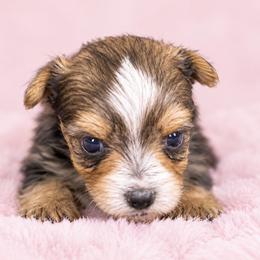 Macie - Chocolate, tan and white female Yorkshire Terrier puppy in Flowood, Mississippi from Maltese Dollhouse