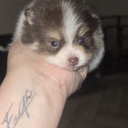 Girl - Chocolate parti female Pomeranian puppy in Buckeye, Arizona from BL Poms Heaven