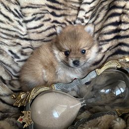 Pomeranian Puppies from Mac Daddy Poms