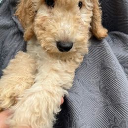 Buttercream - Goldendoodle puppy from Golden Pine Designer Doodles