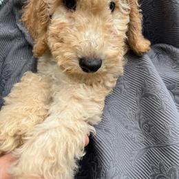 Buttercream - Goldendoodle puppy from Golden Pine Designer Doodles