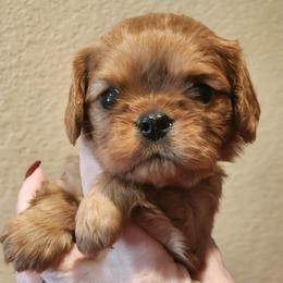 Hershey-Yellow - Ruby male Cavalier King Charles Spaniel puppy in London, Arkansas from Frosty’s Cavaliers