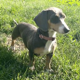 Moon - Dachshund