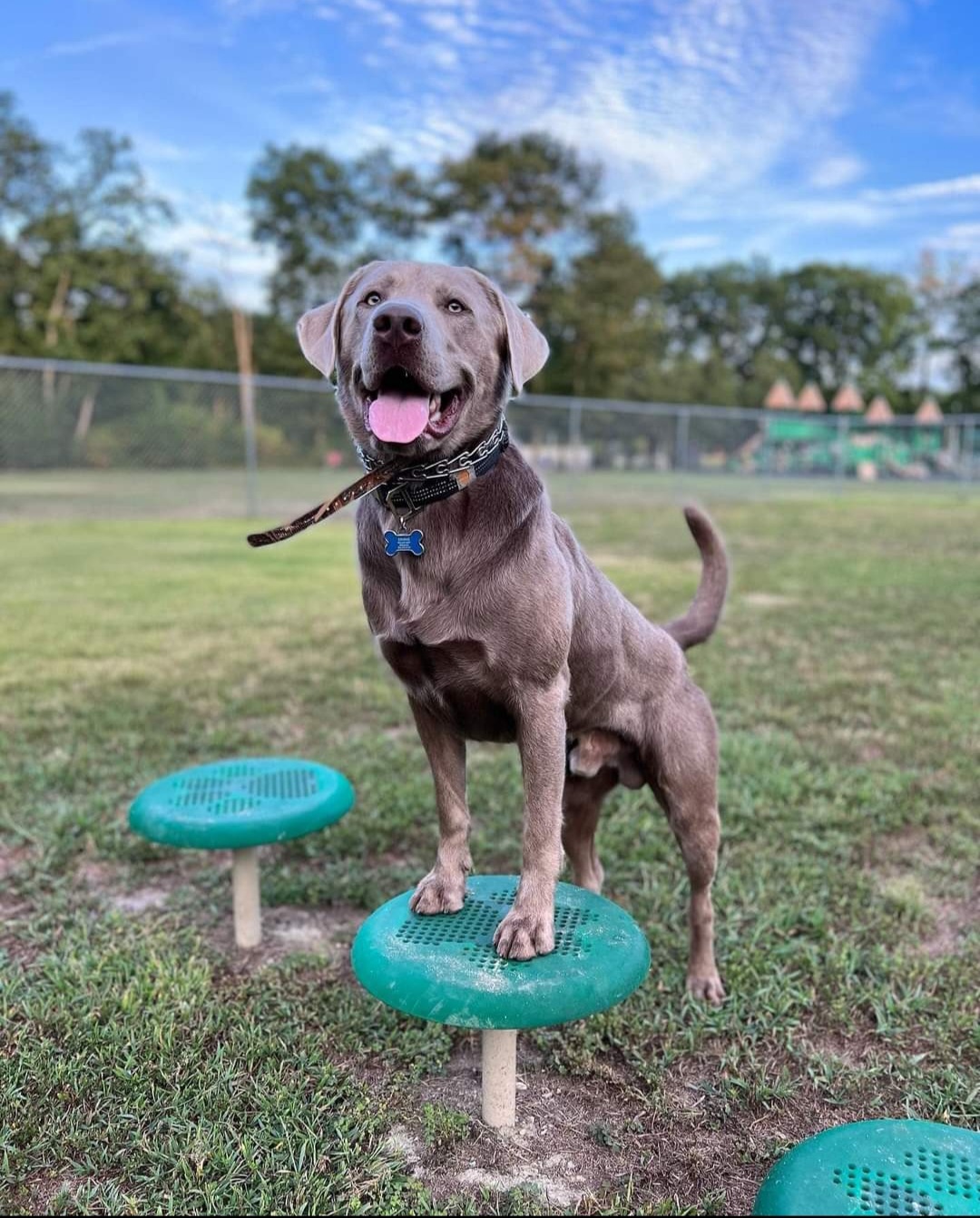 Dilute Retriever and Labrador Retriever All Grown Up from Southernend Silvers