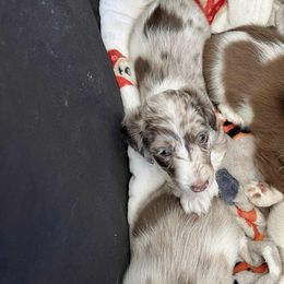Chocolate dapple pie 2 - Dapple female Dachshund puppy in West Plains, Missouri from Spring Creek Dachshunds