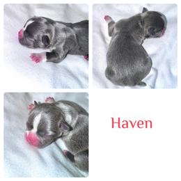 Haven - Boston Terrier puppy from Circle P's Boston Terriers
