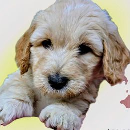 Ranger - Apricot male Goldendoodle puppy in Western Massachusetts, Massachusetts from Magical Goldendoodles of Pioneer Valley, MA