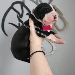 Pink collar - Mantle female Great Dane puppy in Alton, Illinois from Show Me Great Danes and Basset Hounds