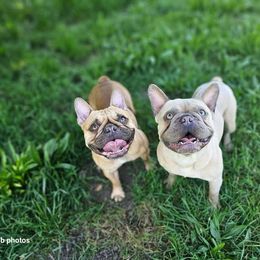 French Bulldog puppies from Willamette Valley Bullies