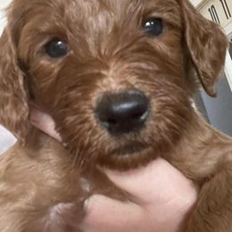 Goldendoodles from Mimi's Goldendoodles of Prattville Alabama