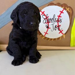 Shoeless Joe - Black male Labradoodle puppy in Adams, Nebraska from Boxcar Doodles and Poodles