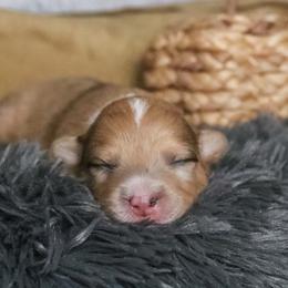 Willow - Sable merle and white female American Corgi puppy in Fayetteville, Arkansas from Intergalactic Corgis