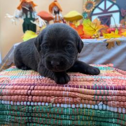 Red - Chocolate male Labrador Retriever puppy in Heath Springs, South Carolina from Rich Hill Retrievers