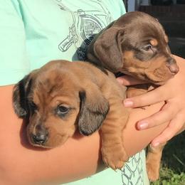 Dachshund Puppies from Shotzie Doxie Co.