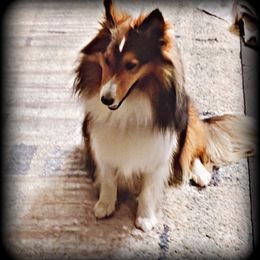 Foxy - Australian Shepherd