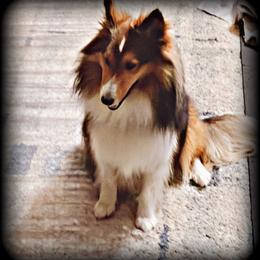 Foxy - Australian Shepherd