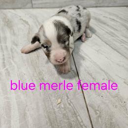 Ella f8 - Blue merle female Australian Shepherd puppy in Arbela, Missouri from County Line Aussies