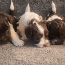 Havanese from Coyle Havanese Babies