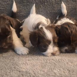 Havanese from Coyle Havanese Babies