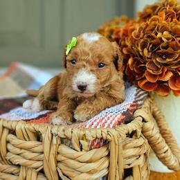 Pumpkin - Red female Bernedoodle puppy in Russell Springs, Kentucky from 270 Doodles
