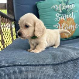 Rylan - Cream male Dachshund puppy in Myrtle, Mississippi from Mel’s Pups