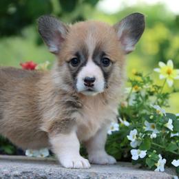 Olga - Red female Pembroke Welsh Corgi puppy in Pollock, Missouri from Northstar